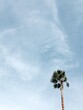 © Kirstin Mckee/Stocksy - Palm tree in wind on Fuerteventura