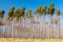 Eucalyptus Trees Plantation With Blue Sky On Background