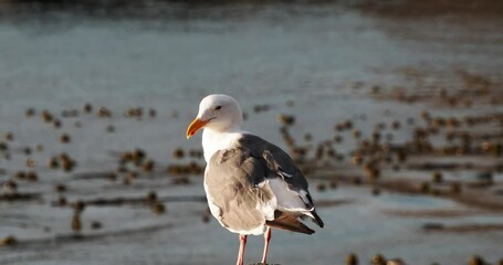 Sticker - seagull on rock cleaning feathers with kelp floating on the water in the background