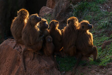 Group Of Baboons In Evening Light