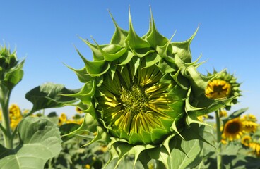 Green unblown sunflowers growing in the field on blue sky background