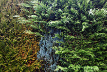 Hedge With Three Different Colors Of Conifer