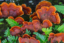 Turkey Tail Fungus, Resurrection Fern And Moss On A Rainy Fall D