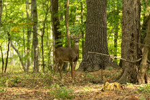 The Young White-tailed Deer In The Forest