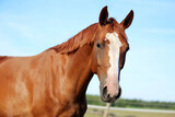 Fototapeta Konie - Portrait head shot of a thoroughbred chestnut colored horse in summer paddock under blue sky