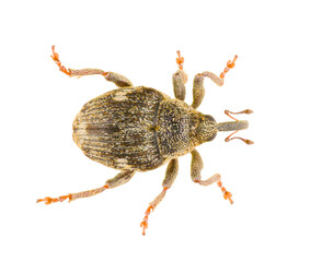 Wall Mural - Nedyus quadrimaculatus, known as the minute seed weevils, is a species of snout beetles in the family Curculionidae. Dorsal view of isolated weevil on white background.