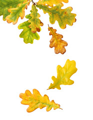Wall Mural - falling autumn oak leaves isolated on white