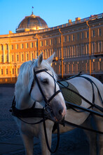 Russia, St Petersburg, Old Photo Harnessed Horse On The Palace Square In Saint Petersburg