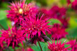 Rote Indianernessel, wilde Bergamotte Blüte