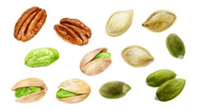 Pumpkin Seeds Pistachio Pecan Set Watercolor Painting Isolated On White Background