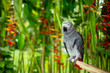 © Marko/Stocksy - African grey parrot