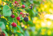 Ripe And Unripe Blackberries On The Bush With Selective Focus