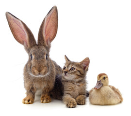 Sticker - Rabbit with a kitten and a duckling.