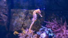 Closeup Of Seahorses Swimming In The Aquarium, Against A Background Of Corals