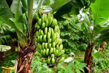 Banana tree with green fruits