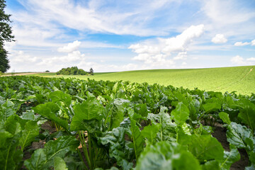 Wall Mural - Field of sweet sugar beet growing with blue sky background.