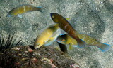 Fototapeta  - Costa Rica Pacific sea life