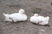 Two Young White Ducklings Lie And Rest On The Gray Ground In The Vicinity Of A Village Farm