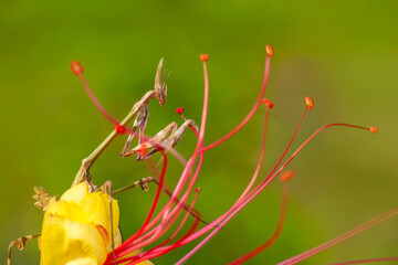 Close up of pair of Beautiful European mantis ( Mantis religiosa )