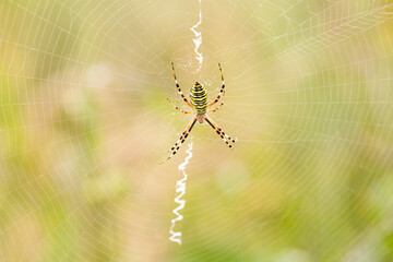 spider on its web