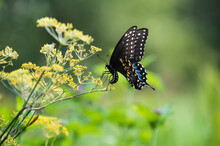 Black Swallowtail Butterfly (Papilio Polyxenes) Laying Eggs On Flowering Dill Plant In The Garden