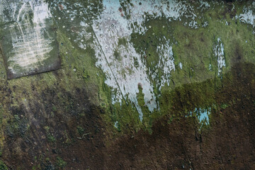 Poster - Closeup shot of bark details with green moss