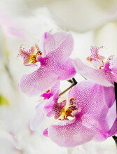 Bunch Of White And Fuchsia Orchids In Bloom On Bright Background