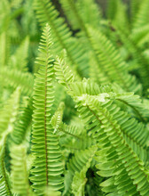Green Fern Leaf Background In The Garden