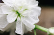 © Kerry Murphy/Stocksy - Macro of drying white flower petals