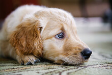 Profile Of Golden Retriever Puppy