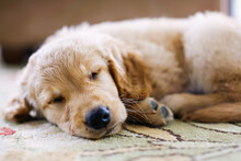 Golden Retriever Puppy Sleeping