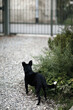 © Laura Stolfi/Stocksy - Little crossbreed black dog in front of a gate in garden