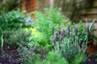 © kkgas/Stocksy - Lavender in herb garden