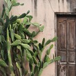 Large cactus plant growing by rustic wall and wooden door