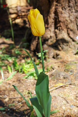 Wall Mural - a singular yellow tulip blooming in garden in spring