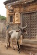 indian cow walking in the street