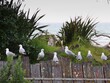 group of seagull birds in a row on wooden fence 