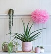 group of potted house plants aloe vera in pink pot on table with large party pompom 