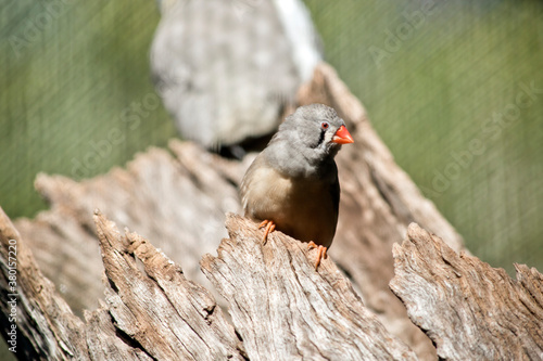 Fotografía the zebra finch is emerging from a hollow log