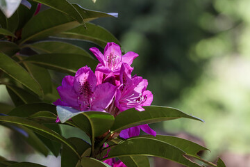 Wall Mural - magenta flowers grouped on a rhododendron bush