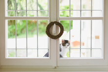 Cute Cat Out Of The Window Looks Inside Longing To Enter The Home