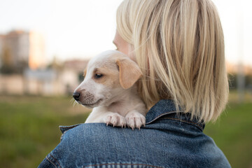 a small puppy of the Jack Russell breed sitting in a girl's arms against the background of the setting sun