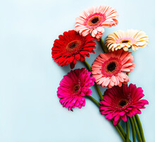 Bright Gerbera Flowers On A Blue Background