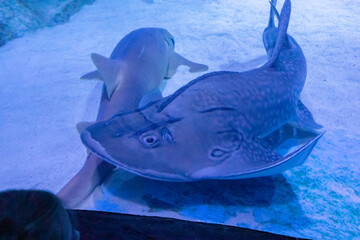 Poster - Closeup of Rhina ancylostoma swimming in the aquarium