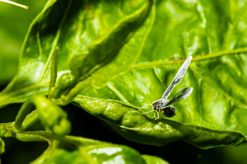 Poster - Insects are perched on the leaves.