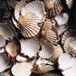 © Kirstin Mckee/Stocksy - A selection of shells