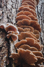 Wild Split Gill Fungus On A Tree Stump