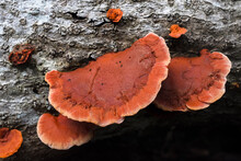 Red Saprophytic Bracket Fungi