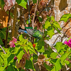 Sticker - Double-collared Sunbird