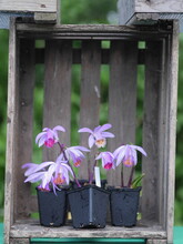 Lilac Orchid Flowerpot